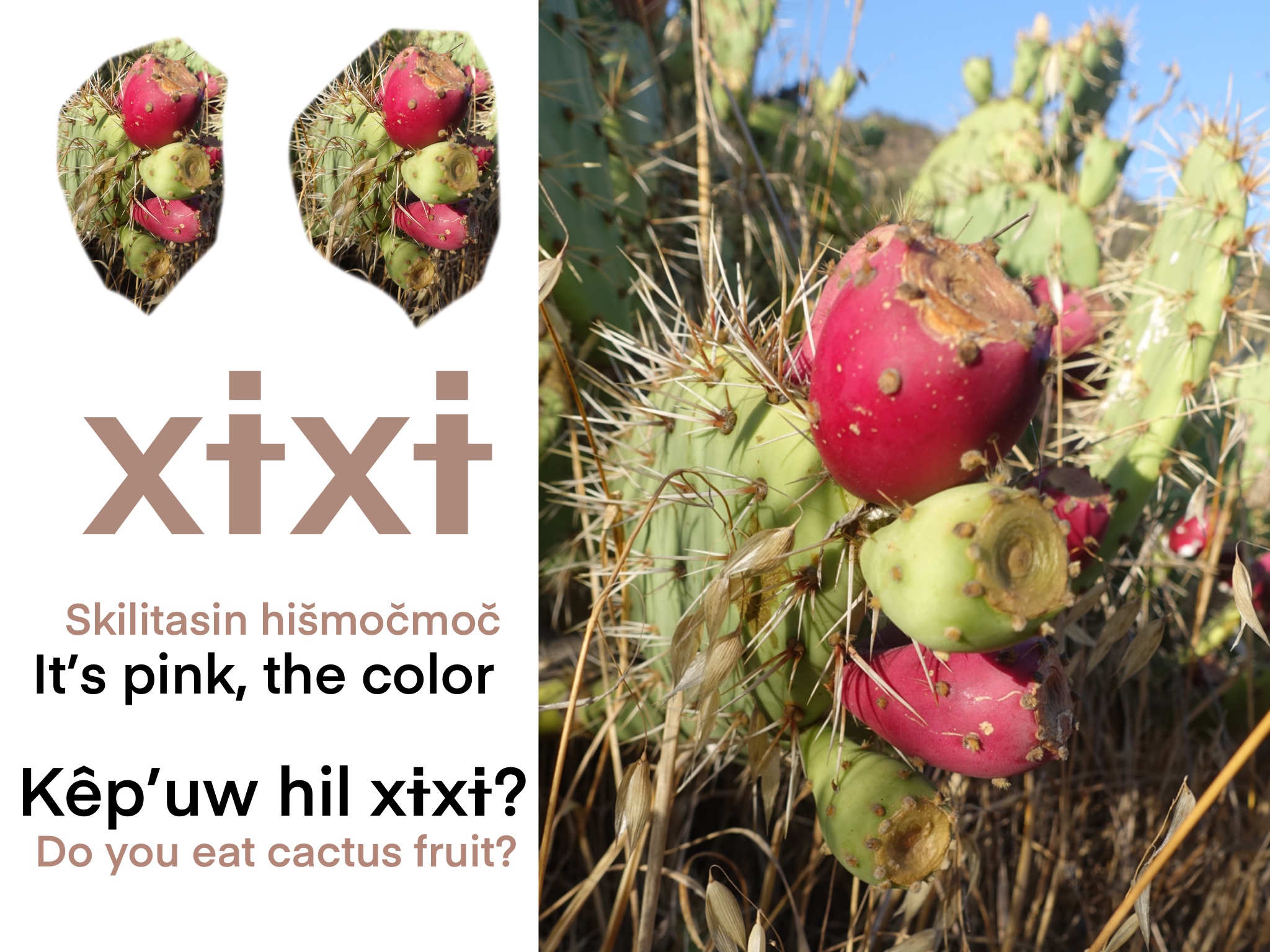 Sunlit photo and graphic of prickly pear cactus pads with red and green fruits.